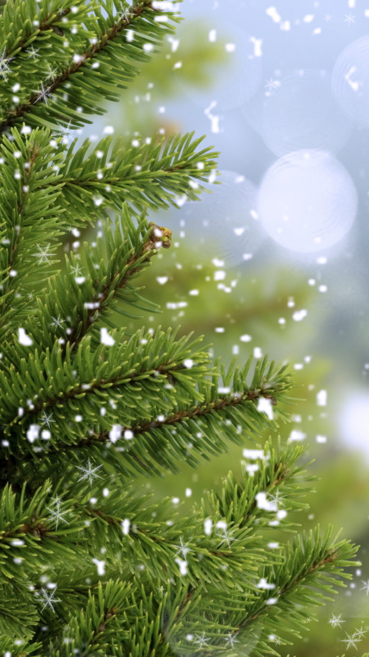 Обои дерево, ветвь, растительность, вода, искусственную елку в разрешении 750x1334