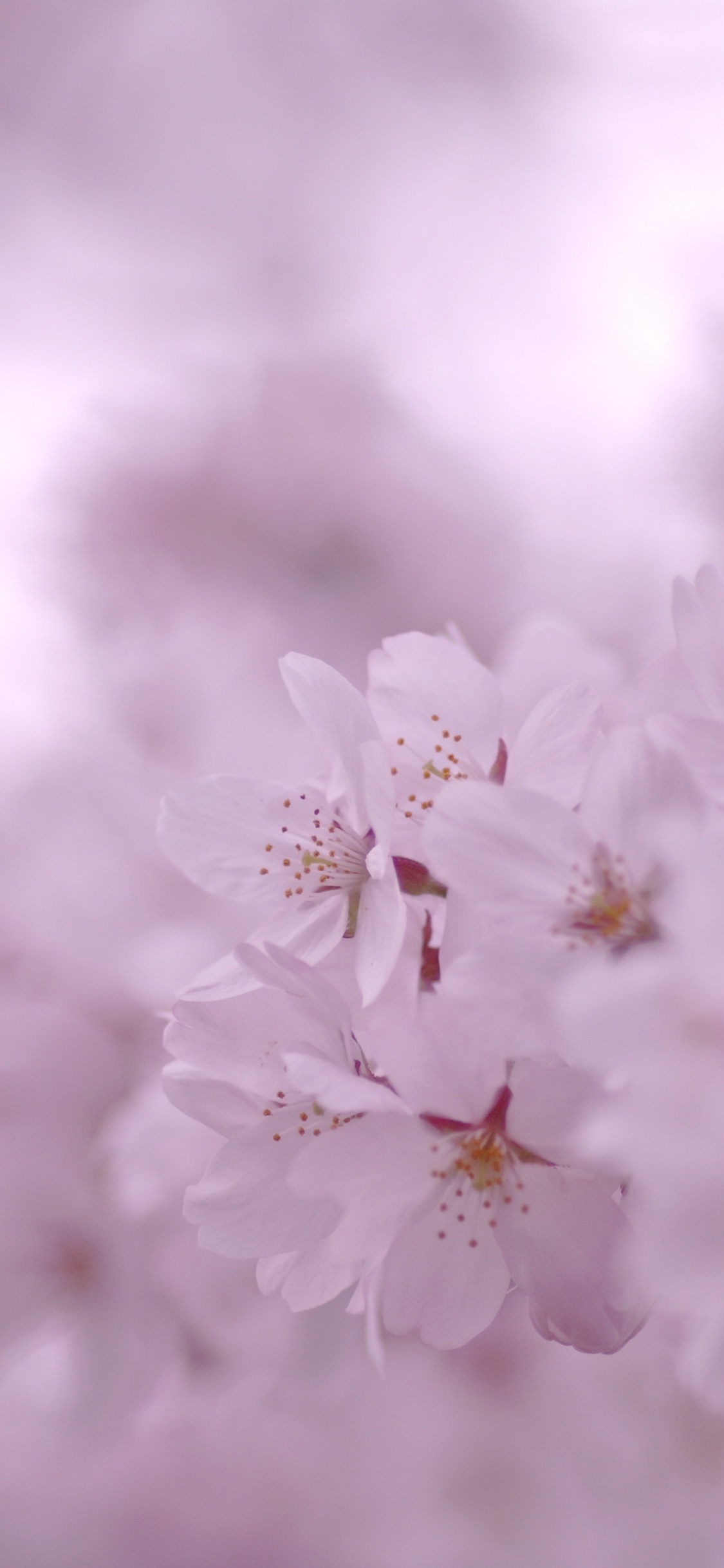 Обои ботаники, розовый, сирень, растение, ветвь в разрешении 1125x2436