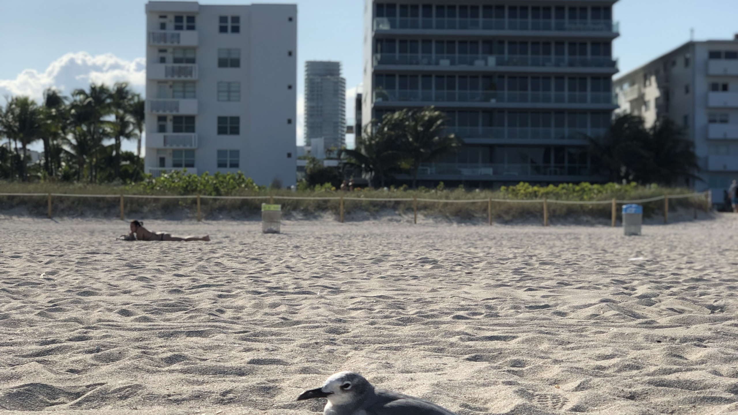 Обои Майами, МайамиБич, вода, птица, кондоминиум в разрешении 2560x1440