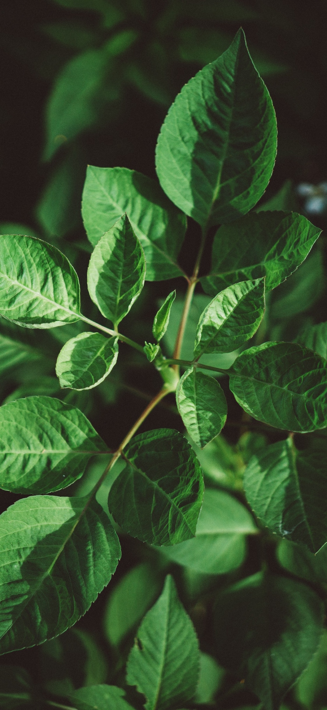 Обои лист, зеленый, растение, цветок, ботаники в разрешении 1125x2436