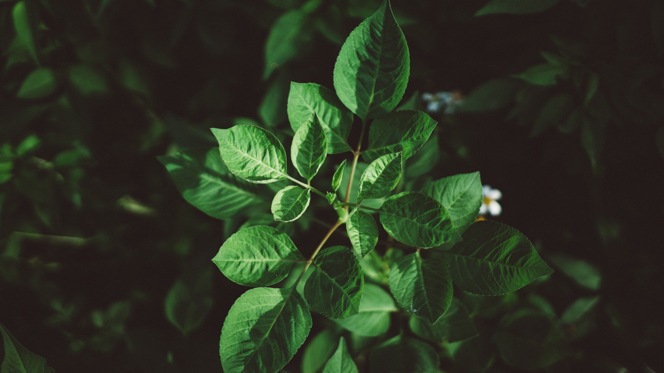 Обои лист, зеленый, растение, цветок, ботаники в разрешении 1366x768