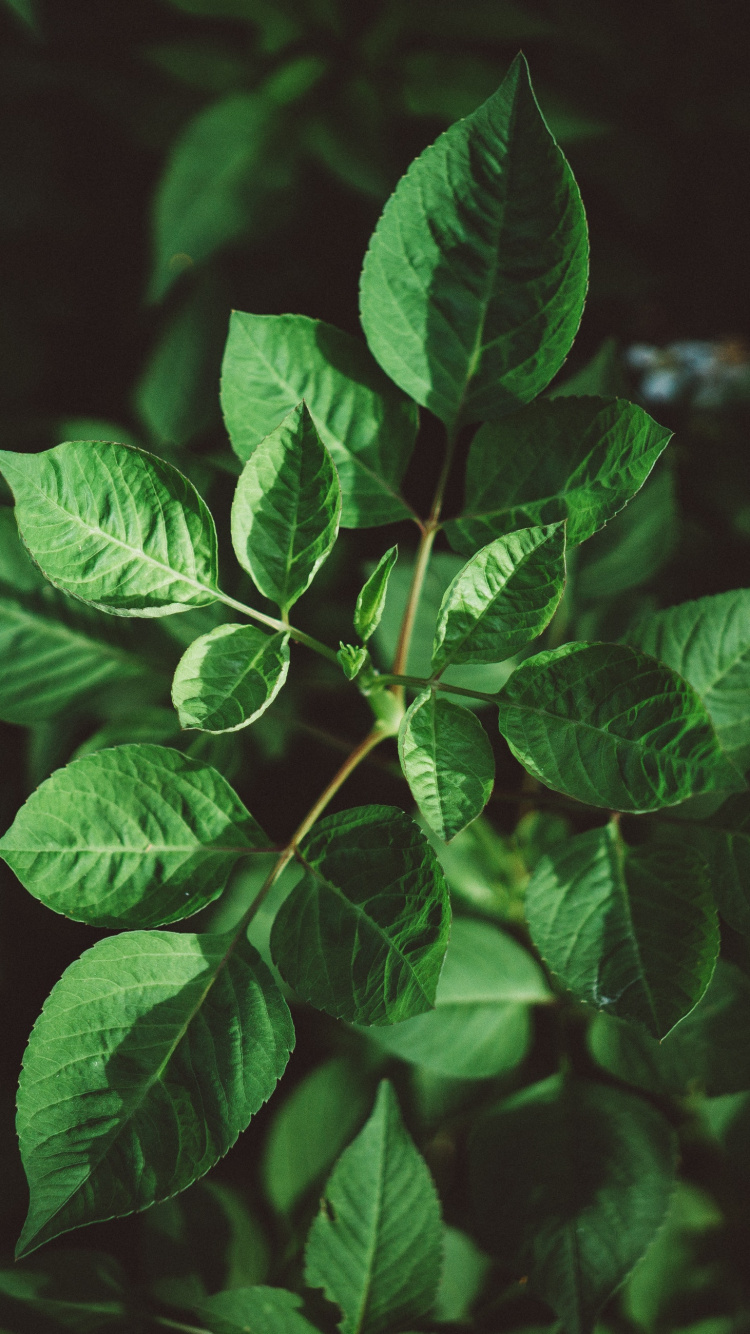 Обои лист, зеленый, растение, цветок, ботаники в разрешении 750x1334