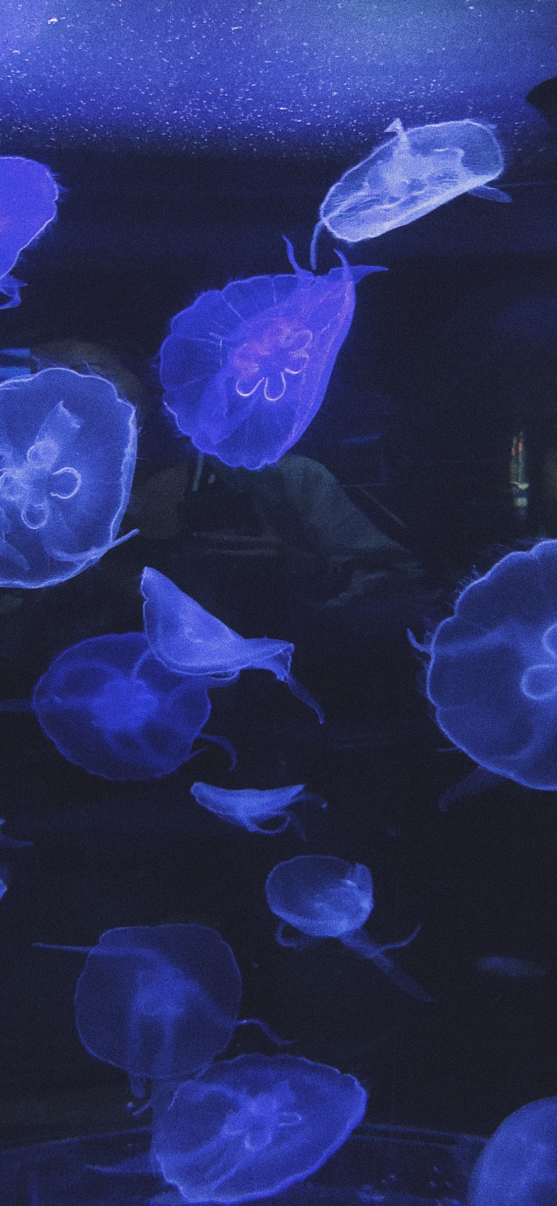 Обои Медуза, морская биология, морские беспозвоночные, водоем, беспозвоночных в разрешении 1125x2436