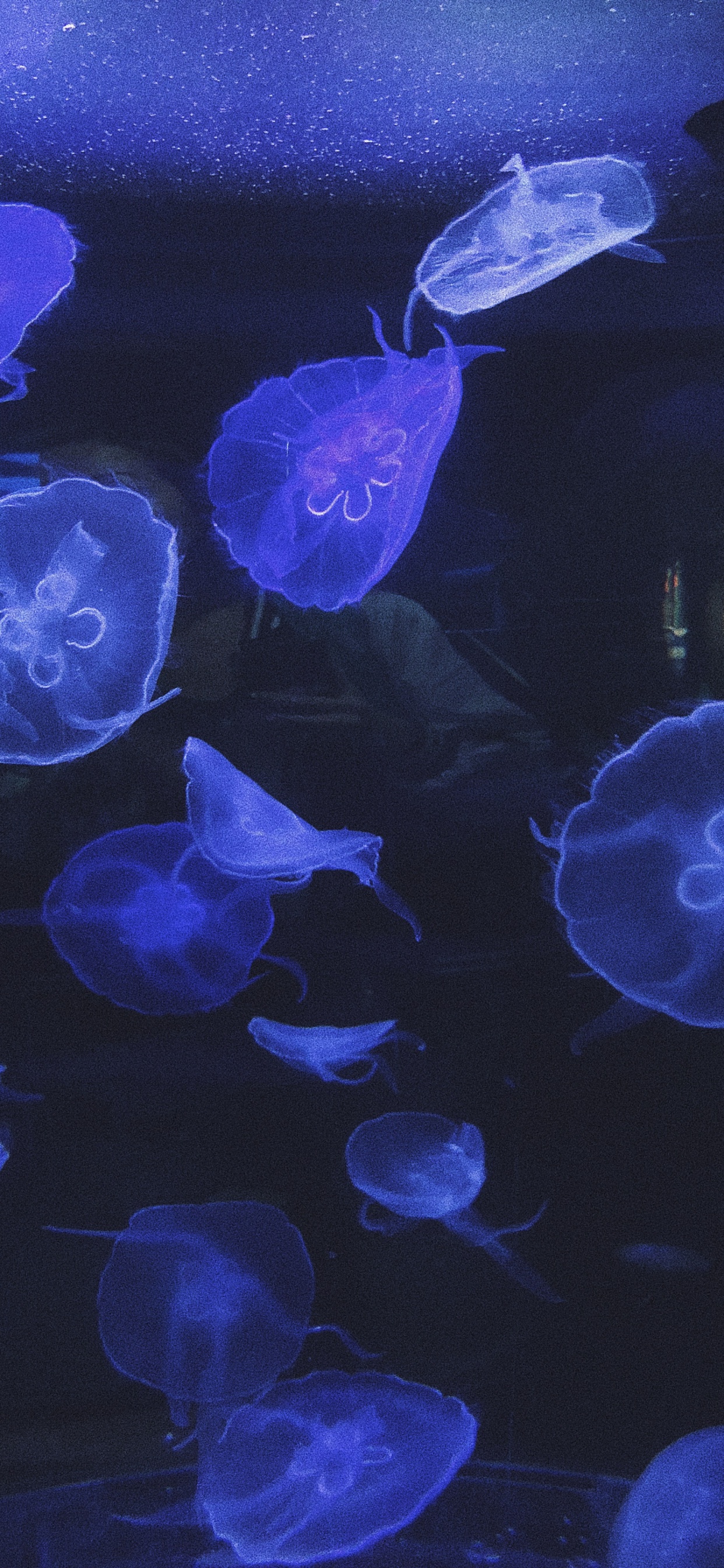 Обои Медуза, морская биология, морские беспозвоночные, водоем, беспозвоночных в разрешении 1242x2688