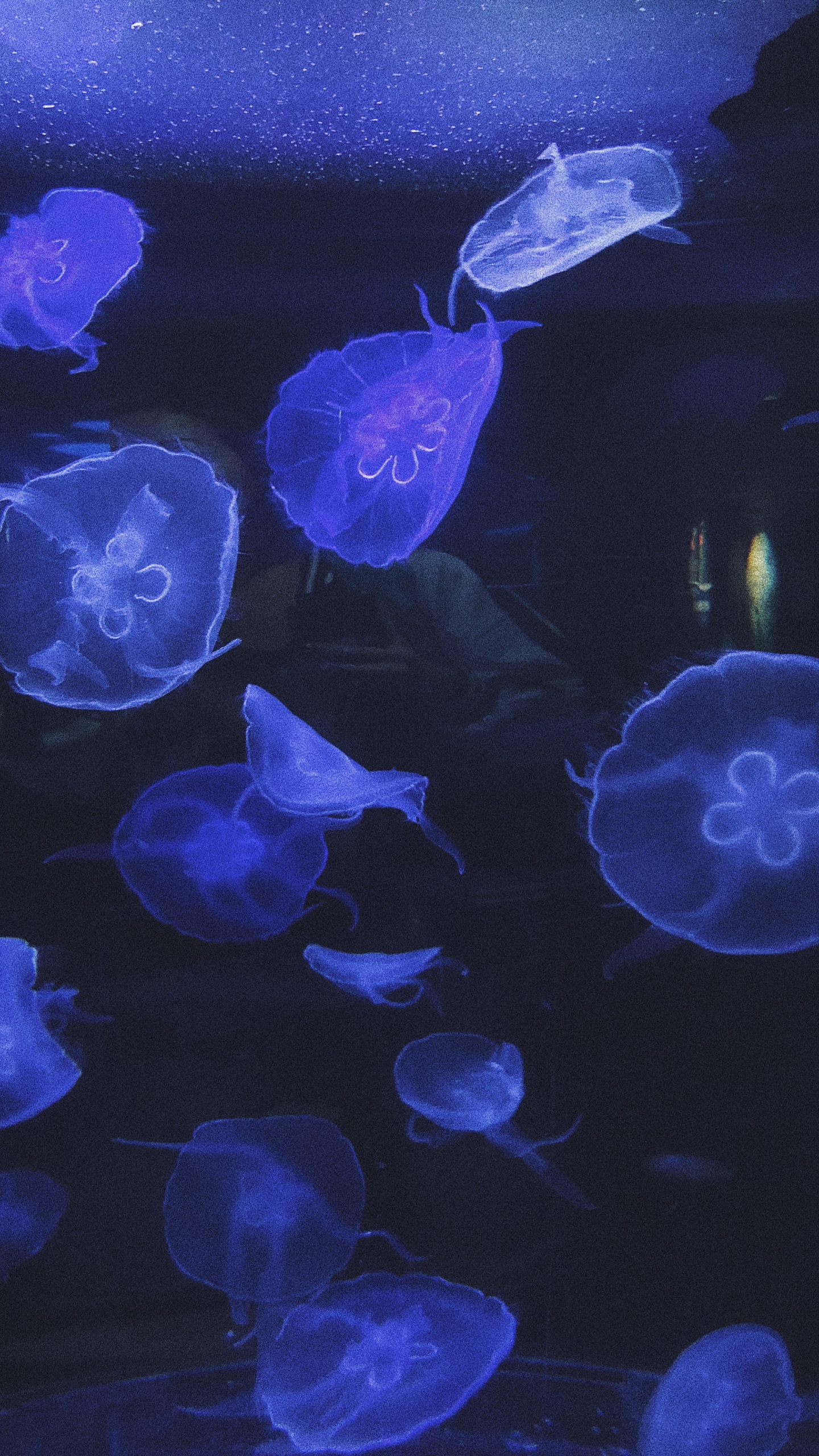 Обои Медуза, морская биология, морские беспозвоночные, водоем, беспозвоночных в разрешении 1440x2560