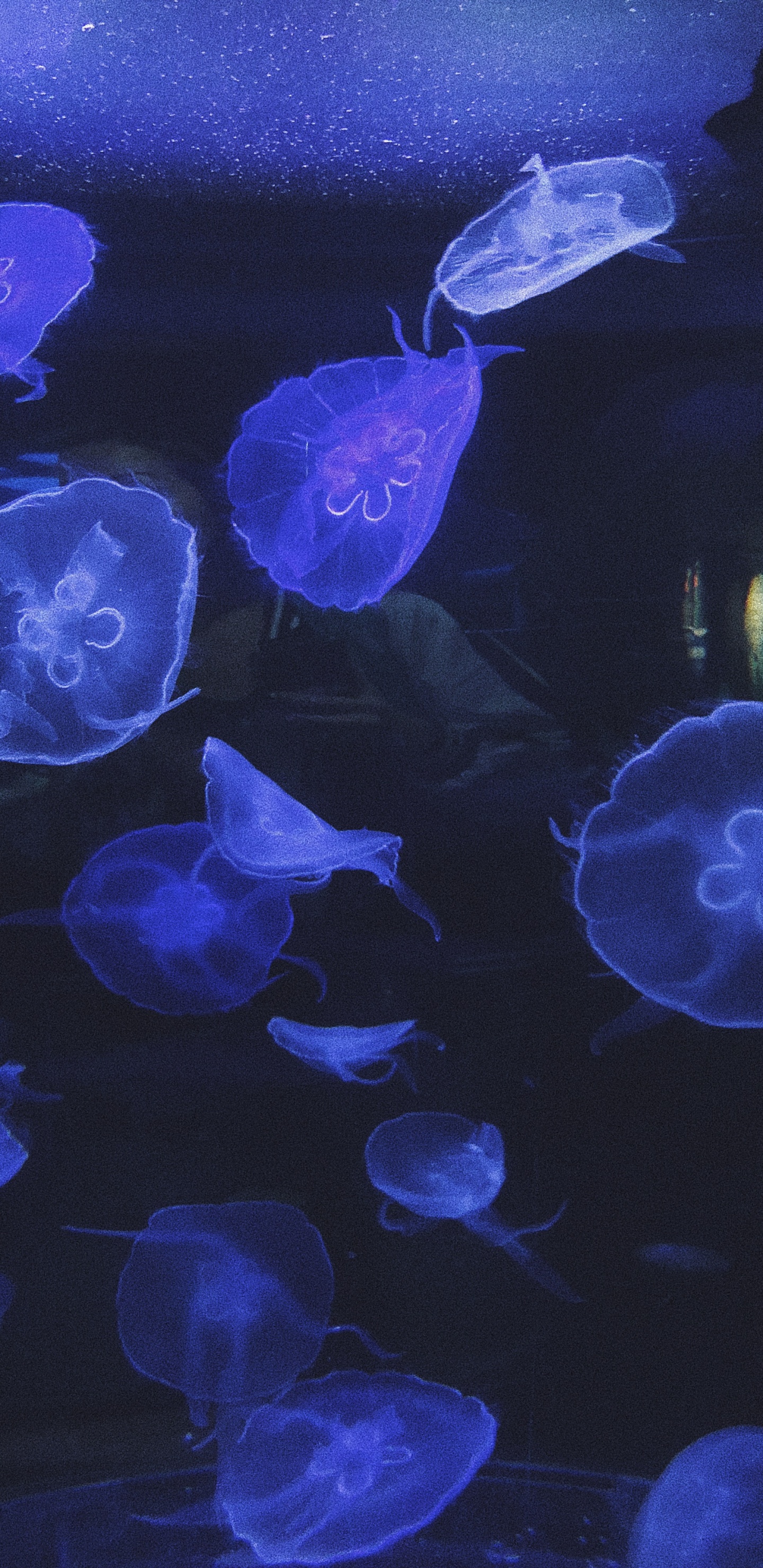 Обои Медуза, морская биология, морские беспозвоночные, водоем, беспозвоночных в разрешении 1440x2960