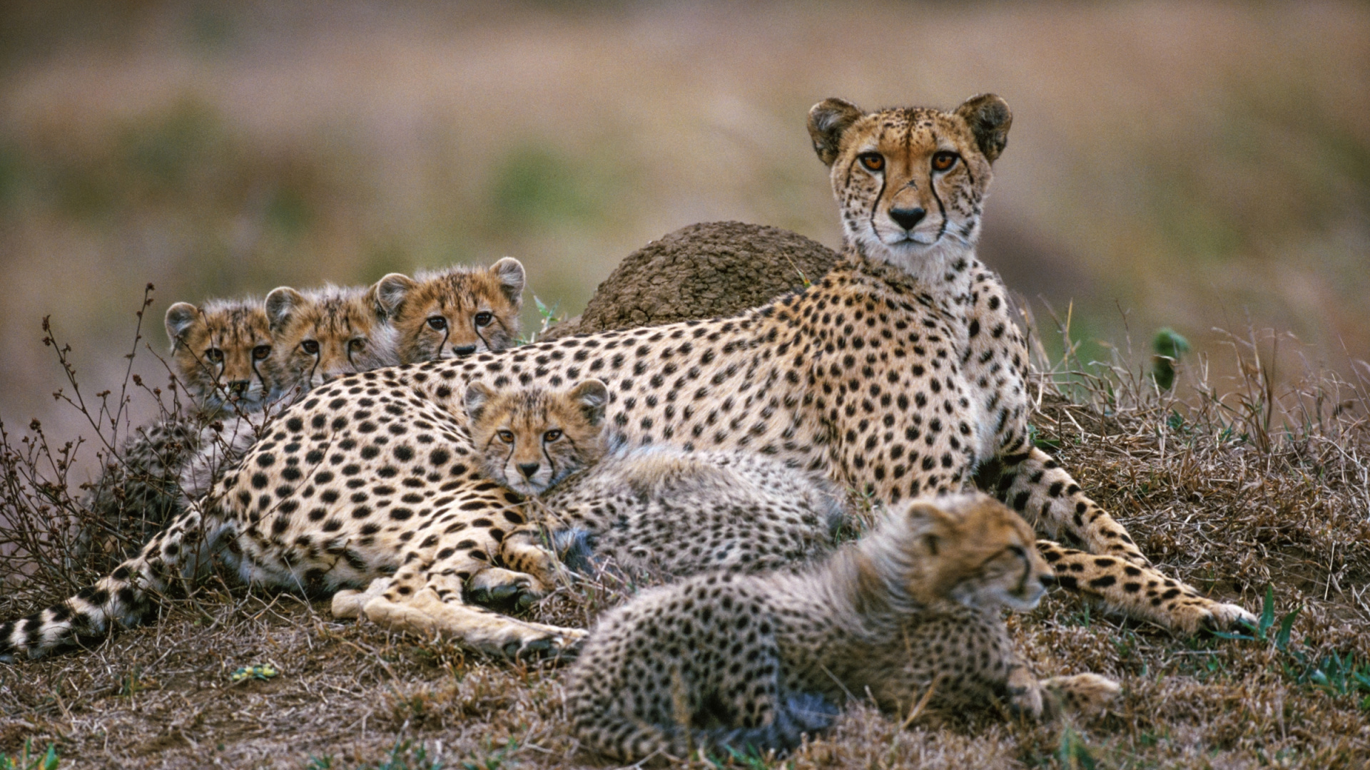 Обои Гепард, наземные животные, живая природа, Леопард, Шушлюи Частный Охотничий Заповедник в разрешении 1920x1080