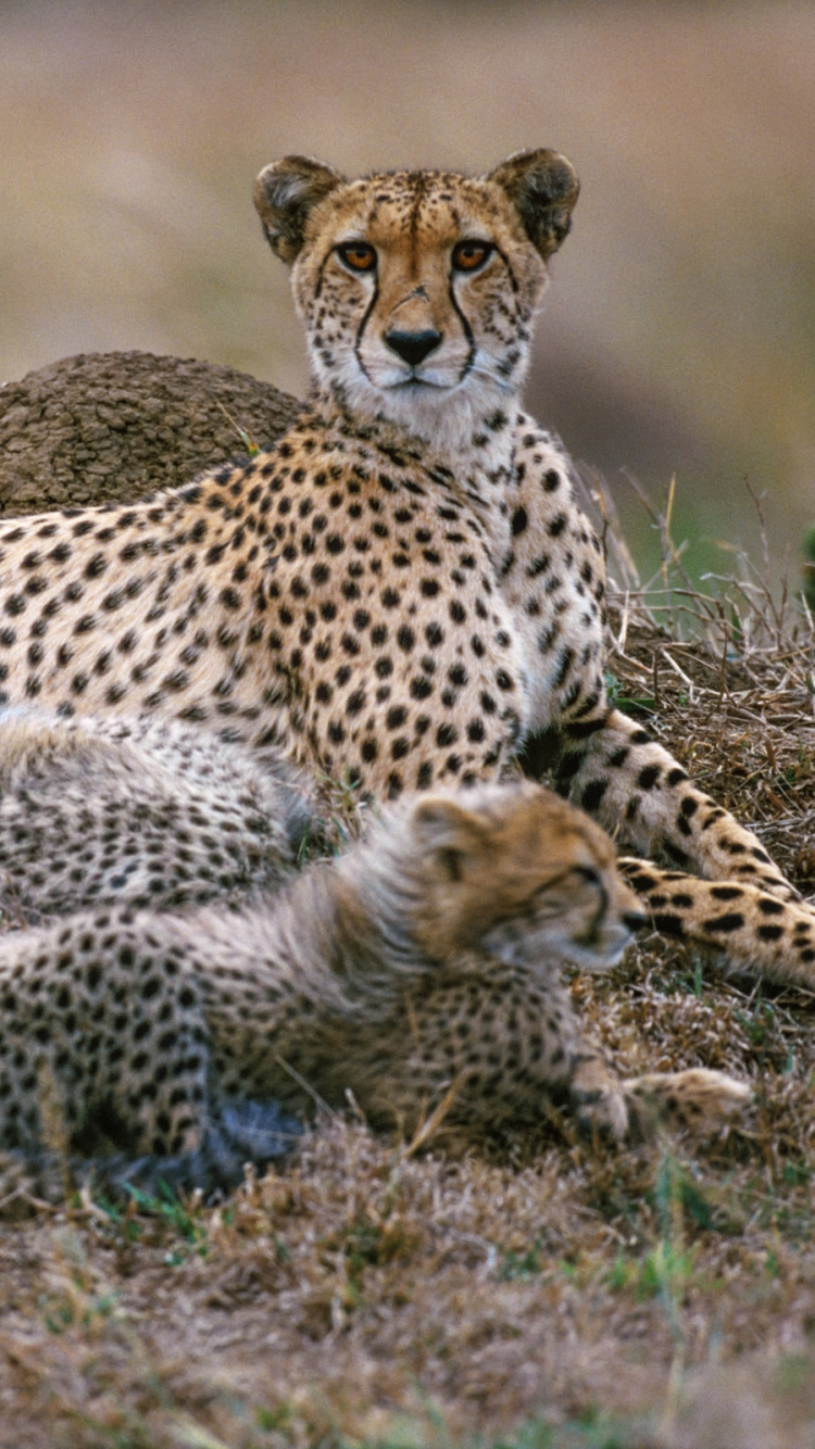 Обои Гепард, наземные животные, живая природа, Леопард, Шушлюи Частный Охотничий Заповедник в разрешении 750x1334