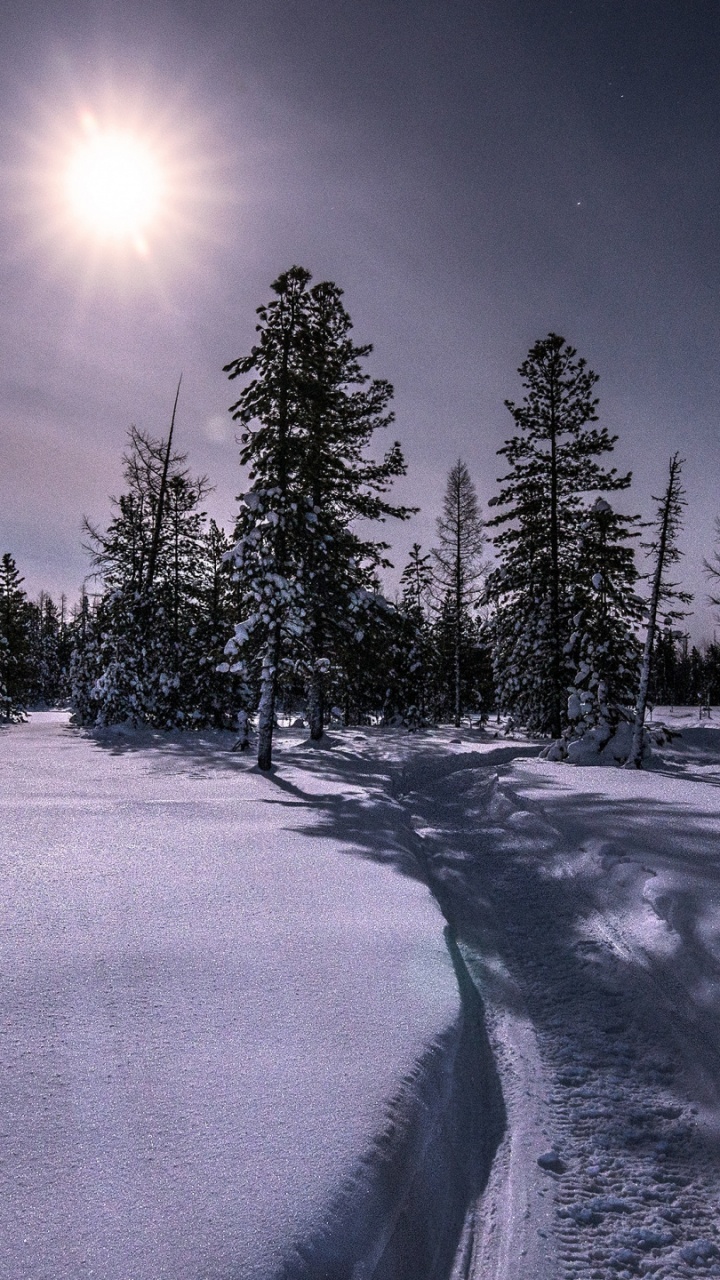 Обои зима, природа, дерево, атмосфера, дневное время в разрешении 720x1280