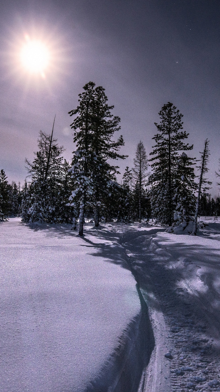 Обои зима, природа, дерево, атмосфера, дневное время в разрешении 750x1334