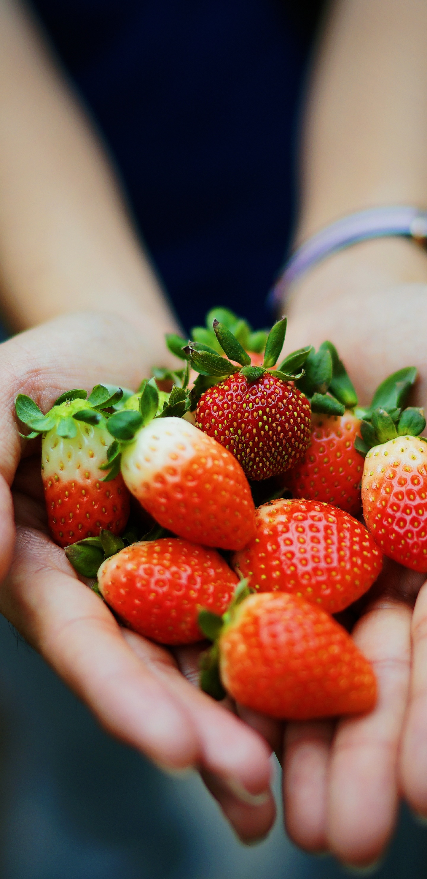 Обои завод, природные продукты, клубника, ягоды, красный цвет в разрешении 1440x2960