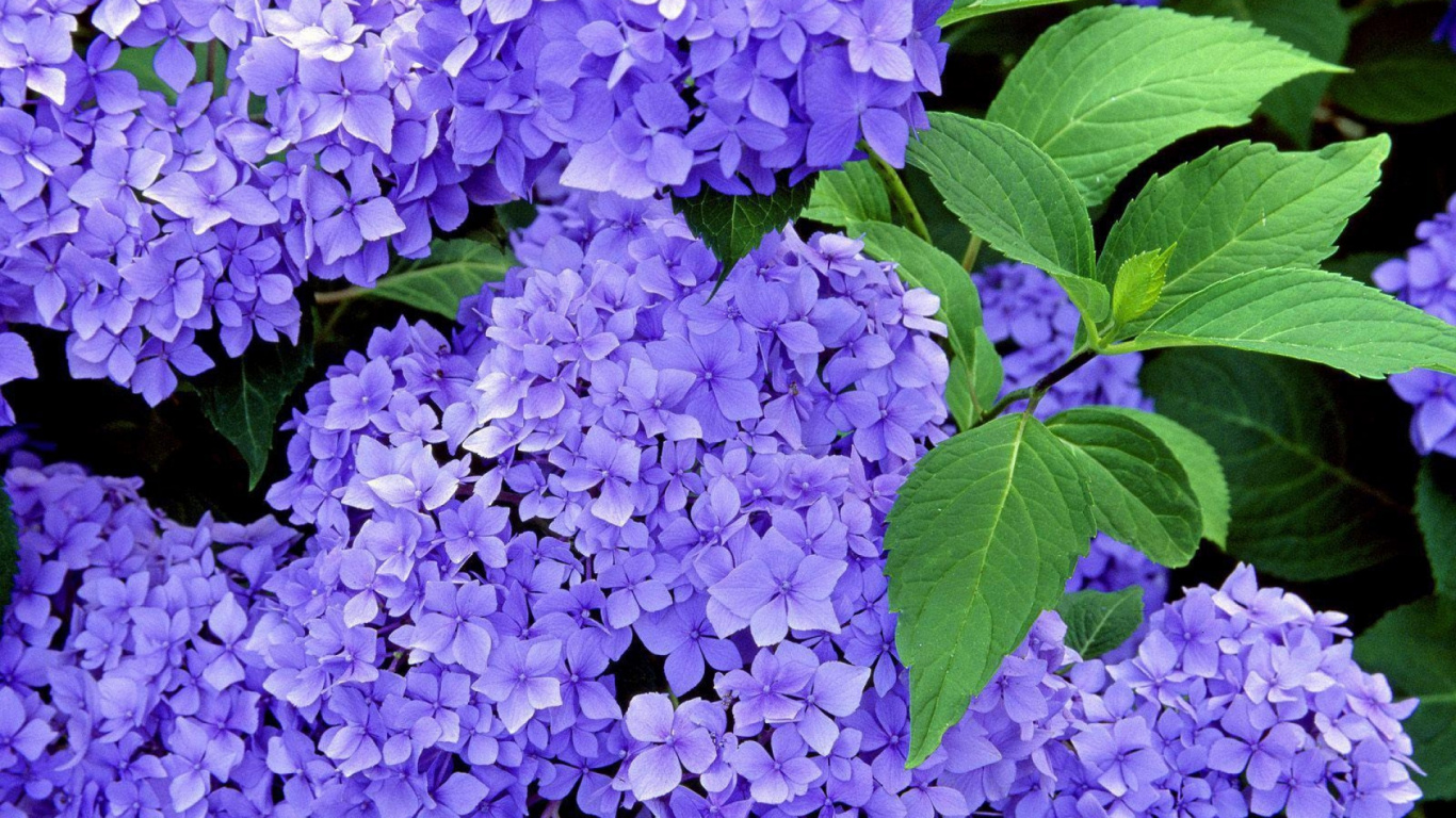 Обои цветковое растение, синий, пурпур, Фиолетовый, сирень в разрешении 1366x768