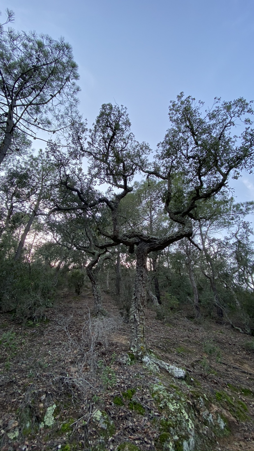 Обои дерево, кустарник, растительность, наука, ветвь в разрешении 1080x1920