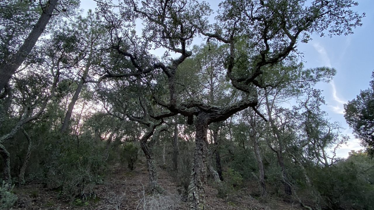 Обои дерево, кустарник, растительность, наука, ветвь в разрешении 1280x720