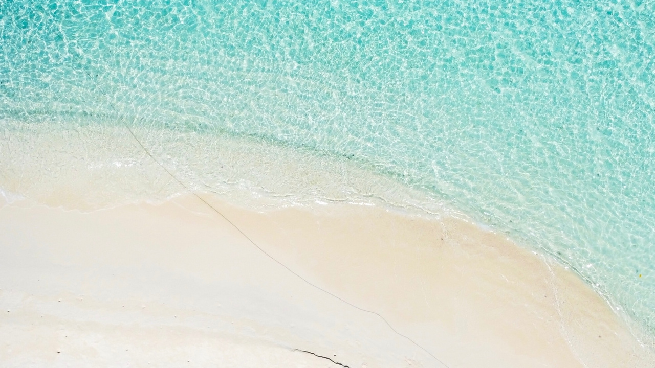 Обои синий, Пальма, дерево, бирюза, лазурный в разрешении 1280x720