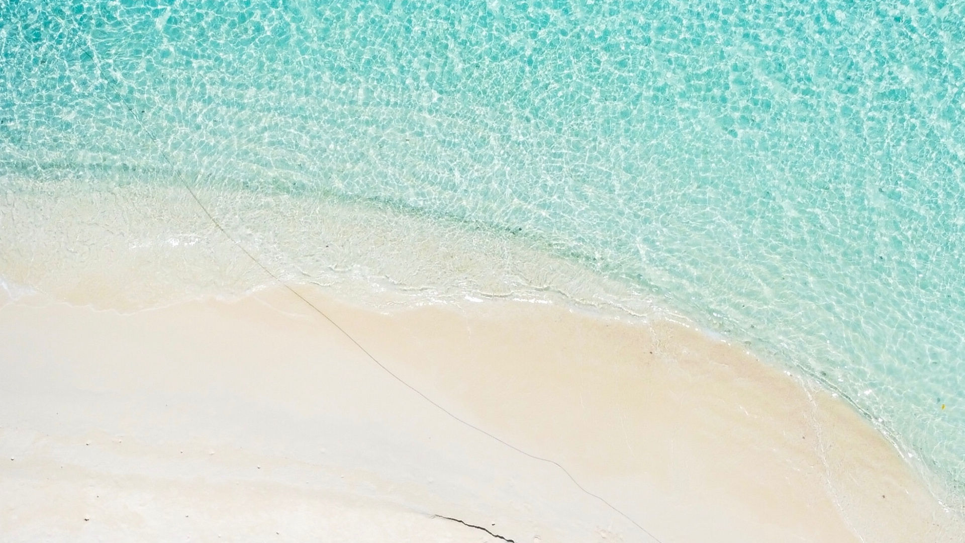 Обои синий, Пальма, дерево, бирюза, лазурный в разрешении 1920x1080