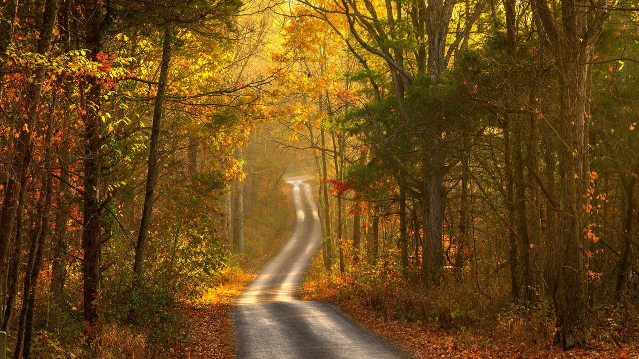 Обои осень, природа, дерево, лист, лес в разрешении 1280x720