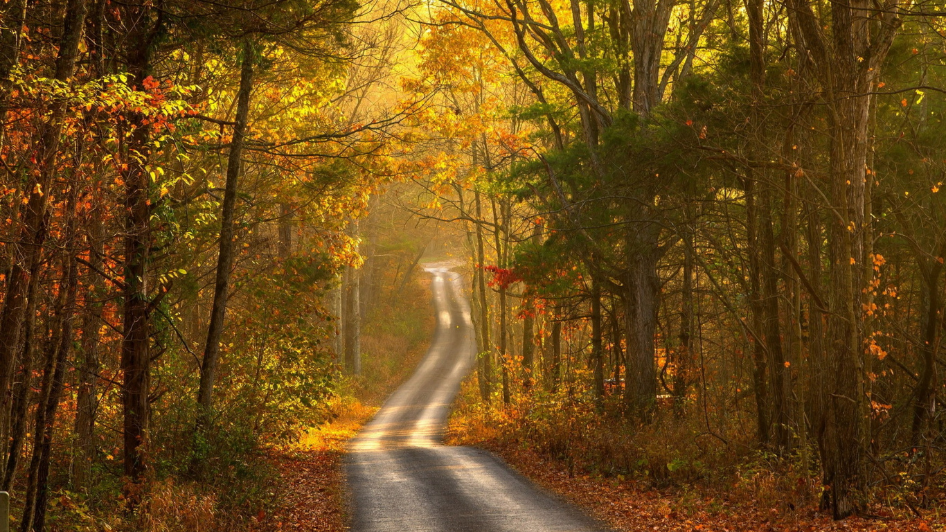 Обои осень, природа, дерево, лист, лес в разрешении 1366x768