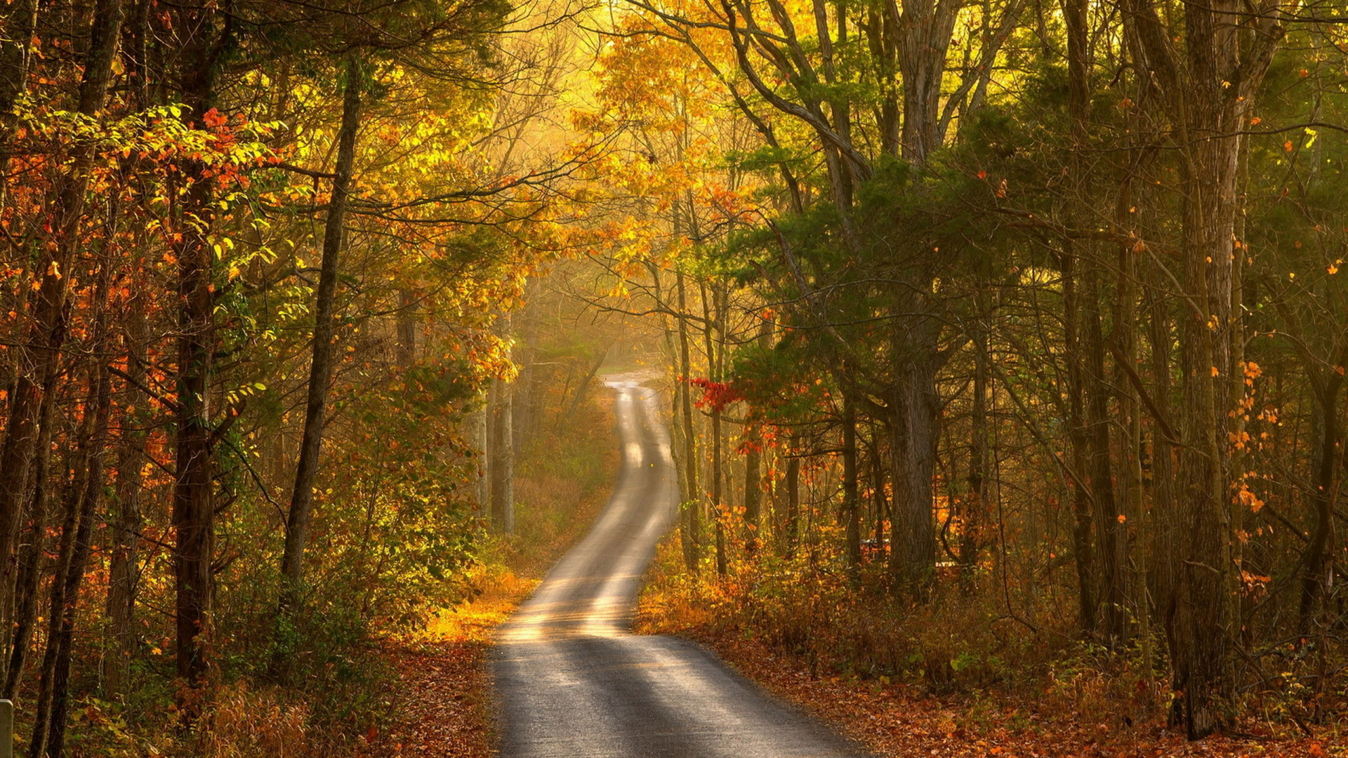 Обои осень, природа, дерево, лист, лес в разрешении 1920x1080