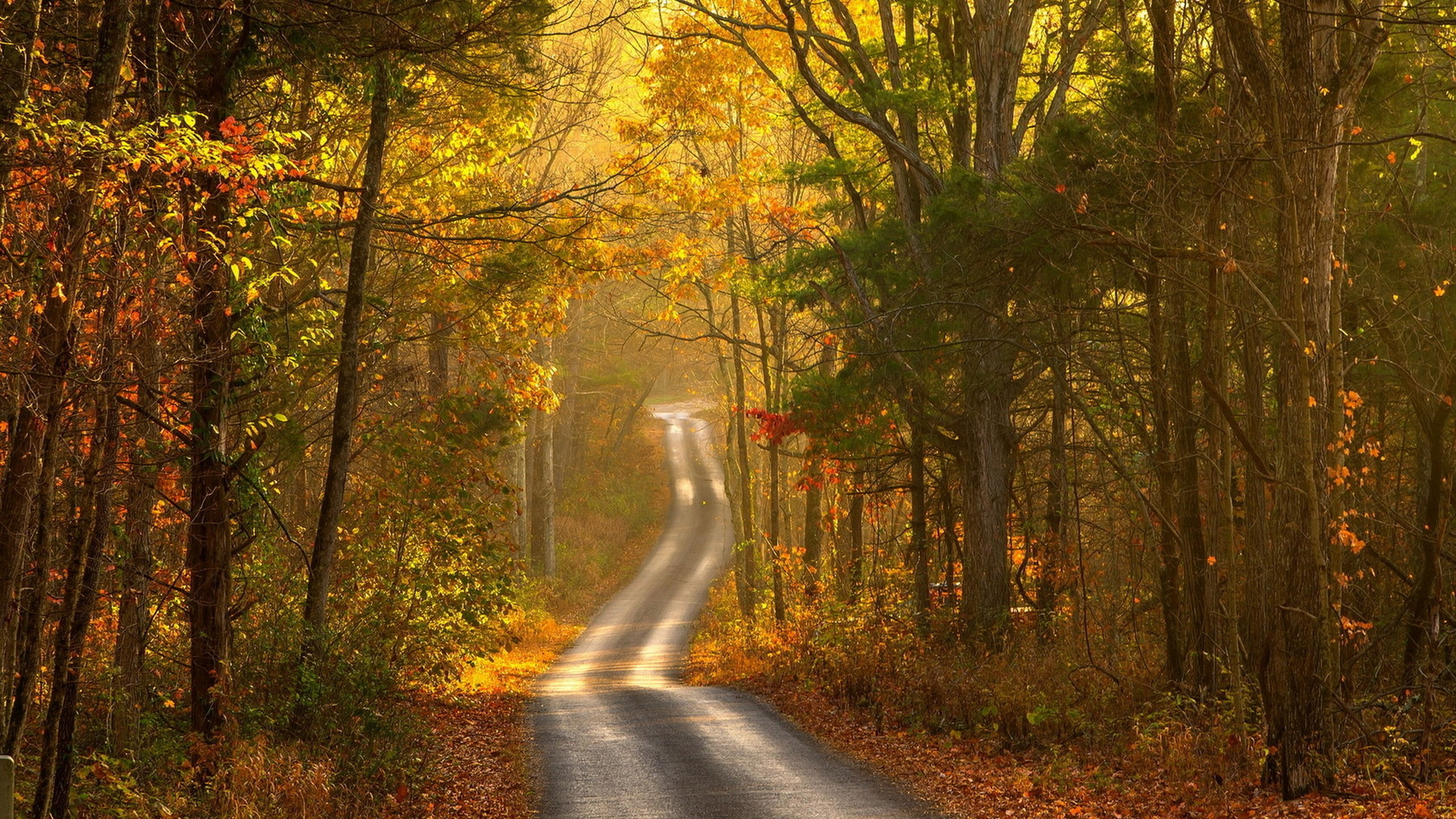 Обои осень, природа, дерево, лист, лес в разрешении 2560x1440