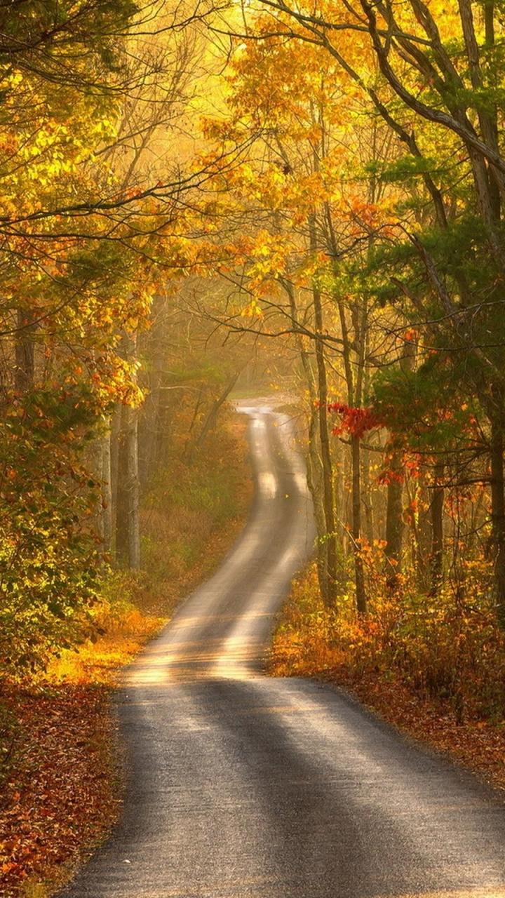 Обои осень, природа, дерево, лист, лес в разрешении 720x1280