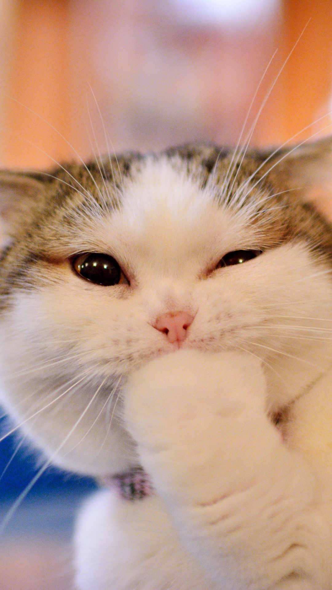 Обои манчкин кошка, котенок, привлекательность, кот, бакенбарды в разрешении 1080x1920