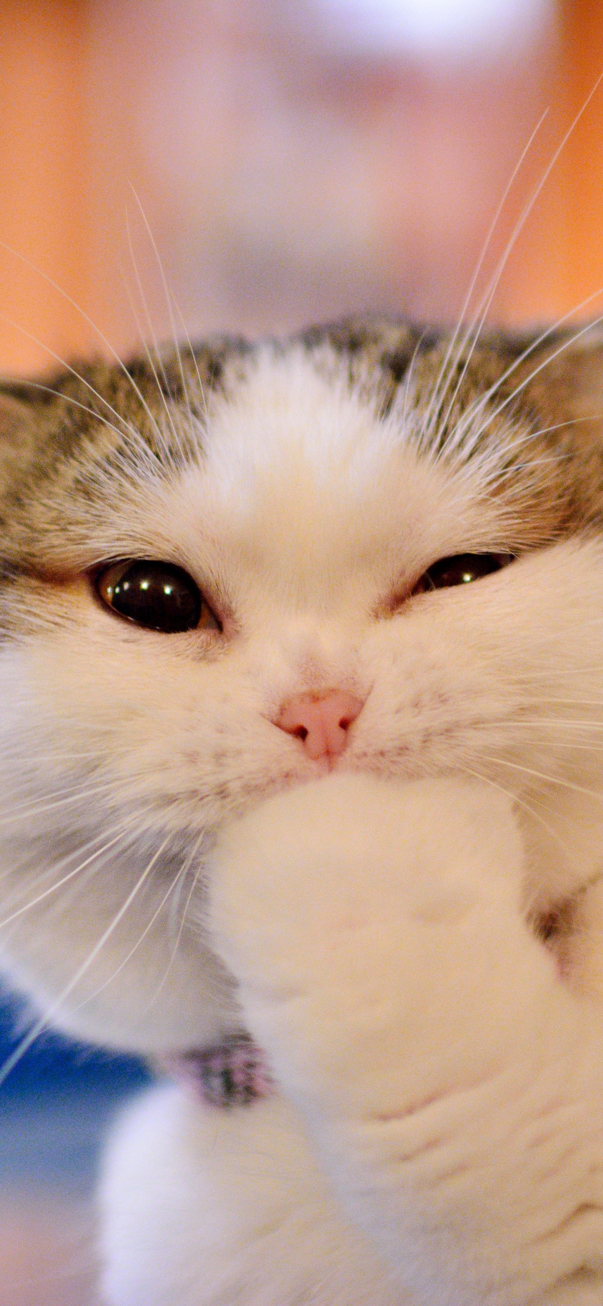 Обои манчкин кошка, котенок, привлекательность, кот, бакенбарды в разрешении 1242x2688