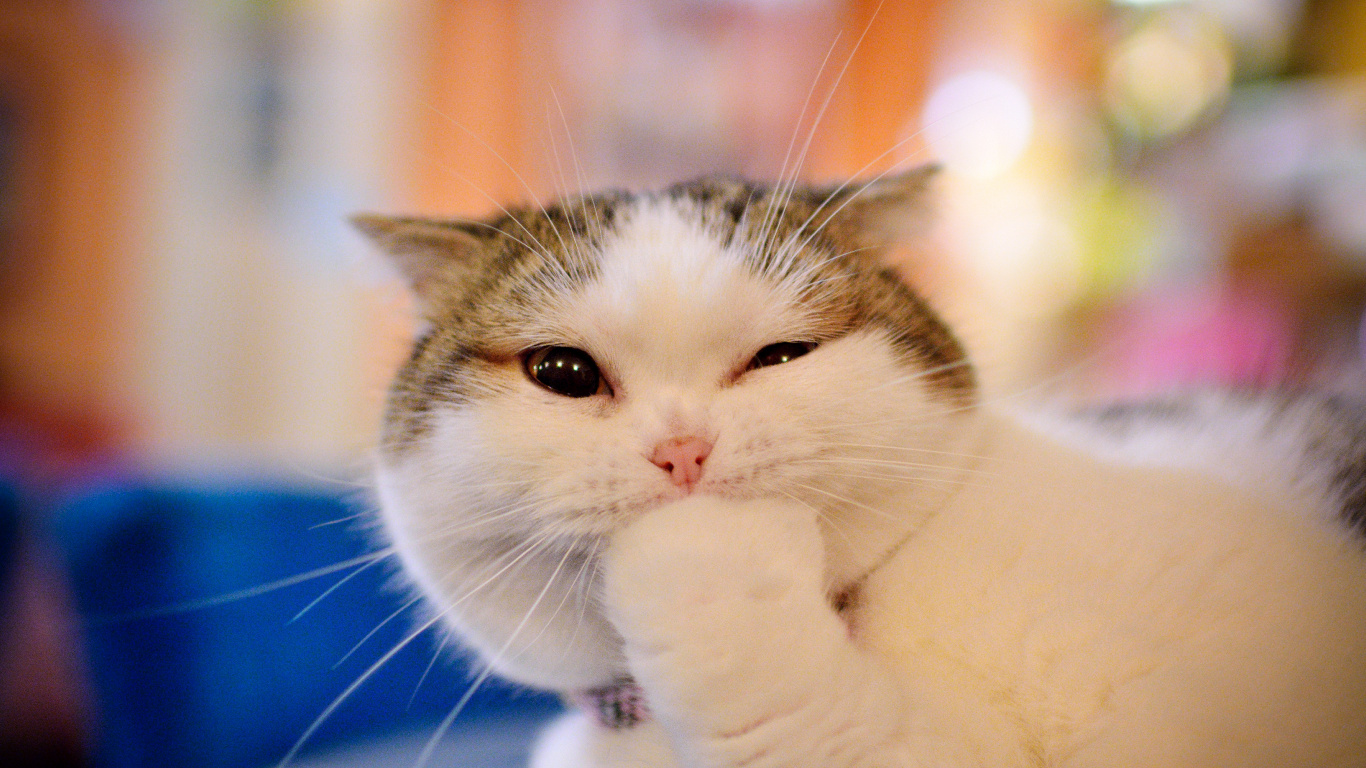 Обои манчкин кошка, котенок, привлекательность, кот, бакенбарды в разрешении 1366x768