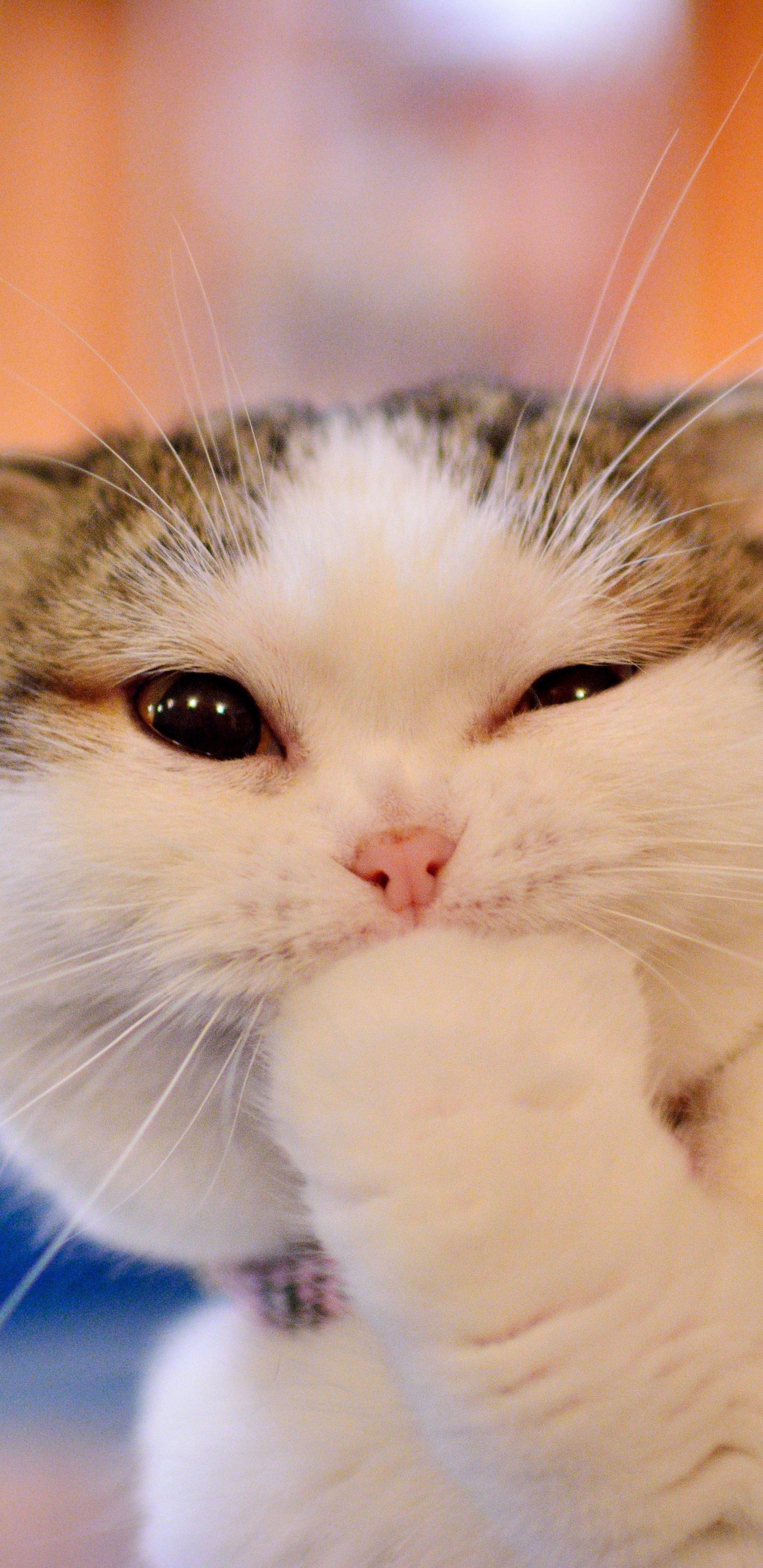 Обои манчкин кошка, котенок, привлекательность, кот, бакенбарды в разрешении 1440x2960