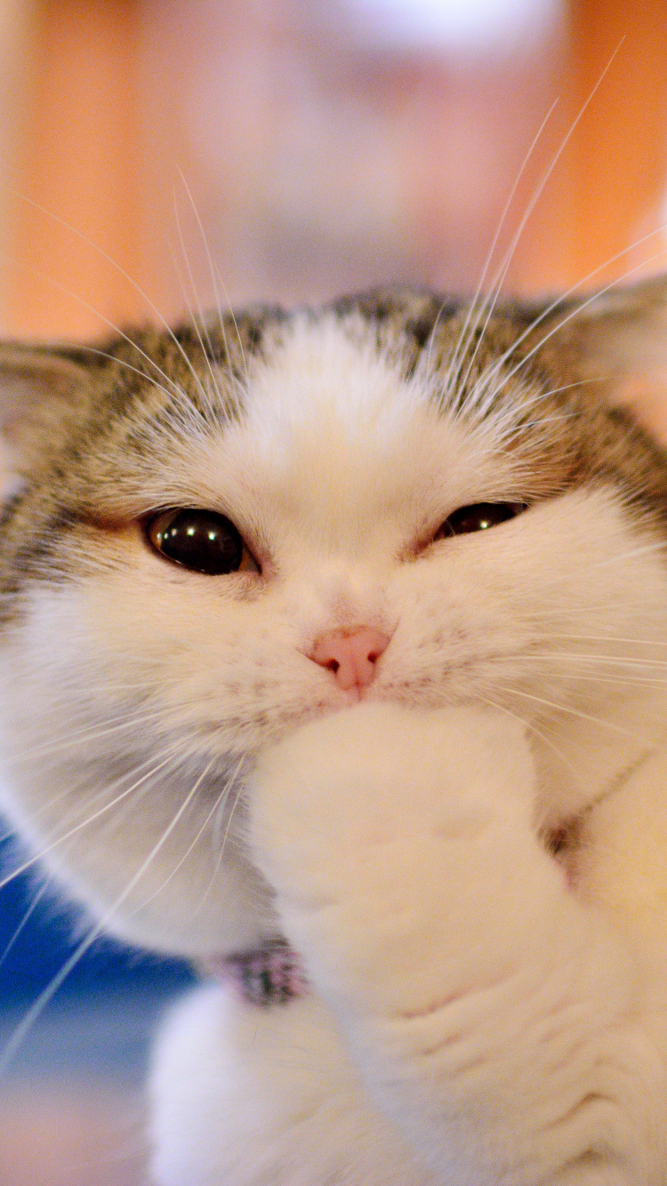 Обои манчкин кошка, котенок, привлекательность, кот, бакенбарды в разрешении 750x1334