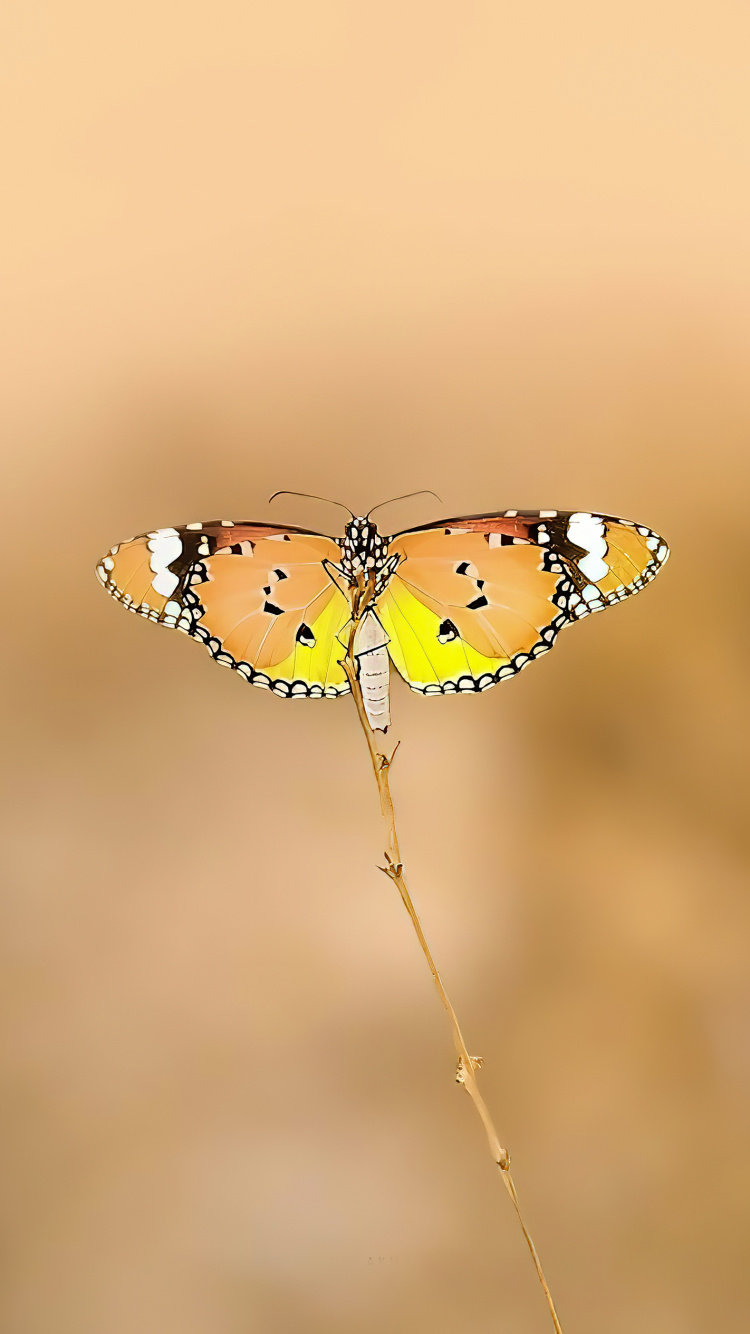 Обои бабочкамонарх, членистоногое, опылитель, бабочка, насекомое в разрешении 750x1334