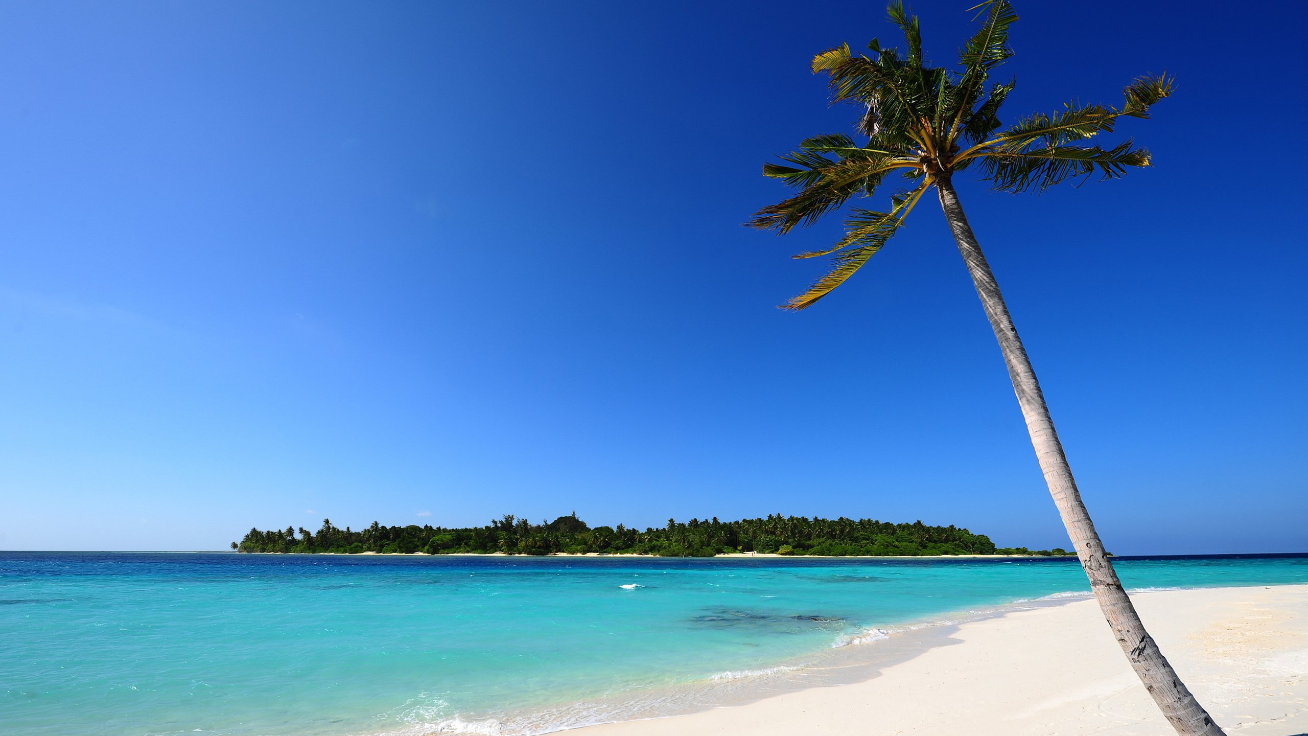 Обои тропическая зона, пляж, море, Пальма, океан в разрешении 2560x1440