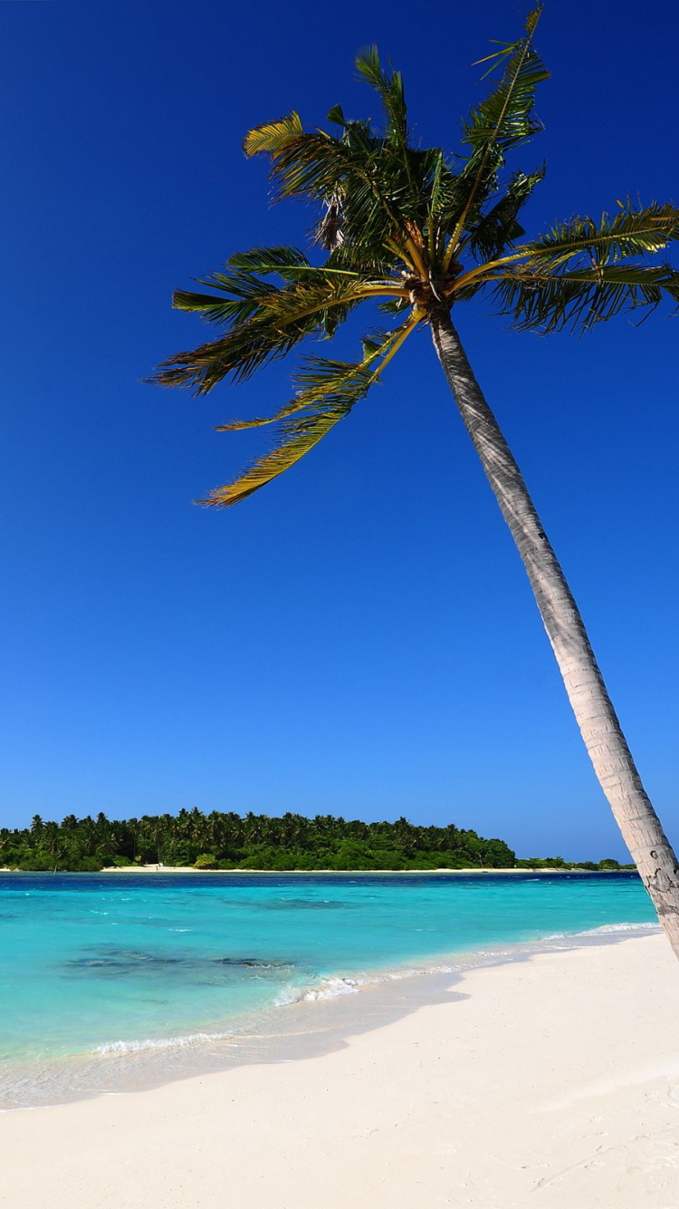 Обои тропическая зона, пляж, море, Пальма, океан в разрешении 750x1334