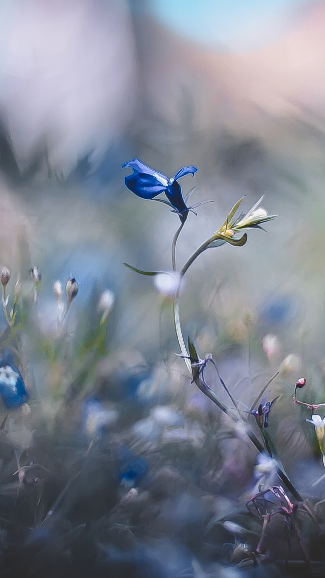 Обои Флора, растение, атмосфера, цветок, окружающая среда в разрешении 1080x1920