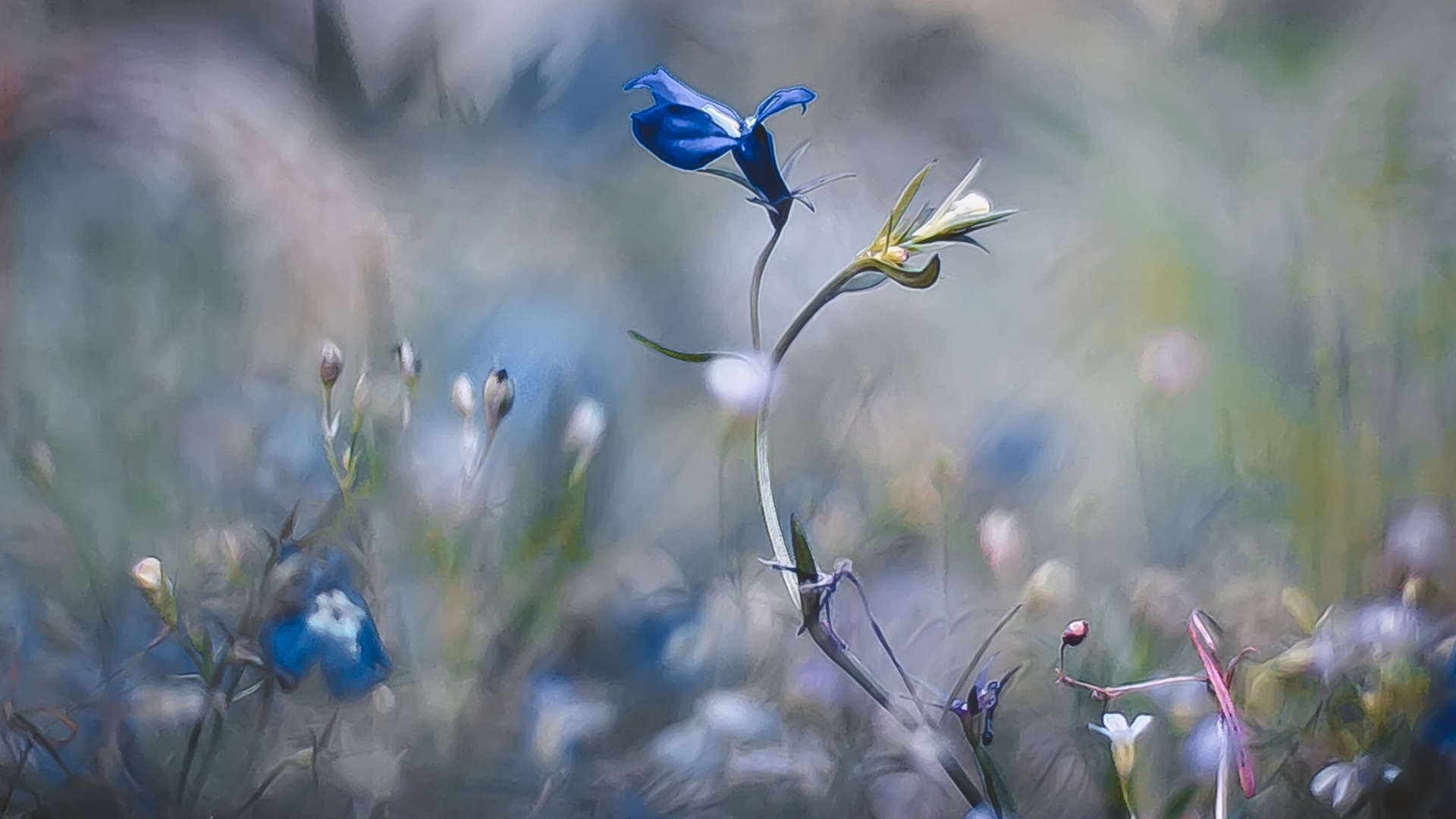 Обои Флора, растение, атмосфера, цветок, окружающая среда в разрешении 1920x1080
