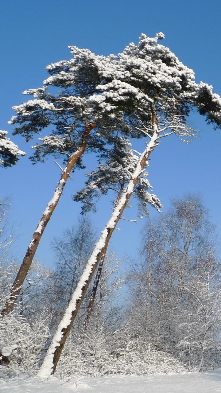 Обои снег, дерево, мороз, замораживание, семейства сосновых в разрешении 720x1280