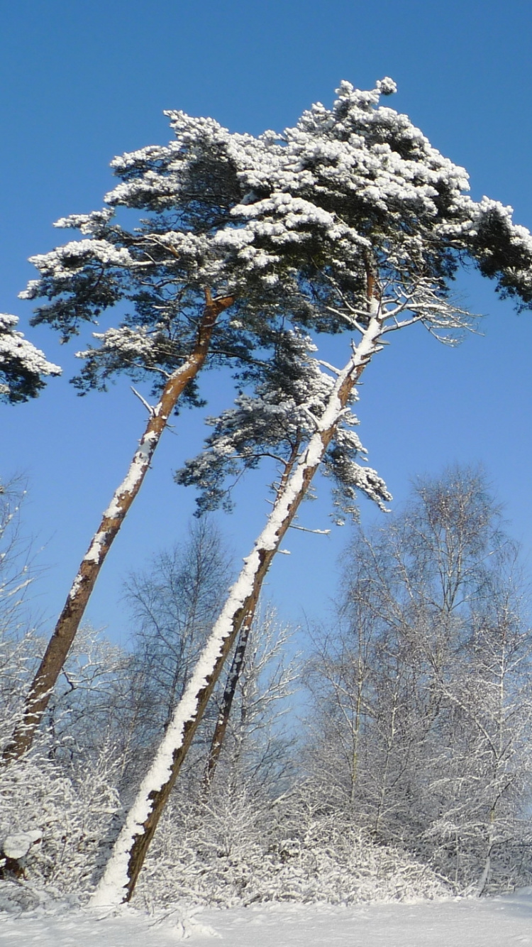 Обои снег, дерево, мороз, замораживание, семейства сосновых в разрешении 750x1334