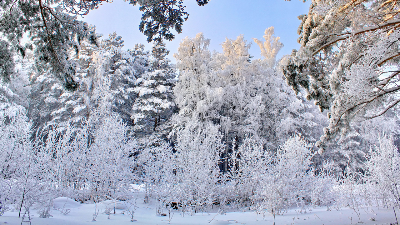 Обои зима, снег, мороз, дерево, замораживание в разрешении 1280x720