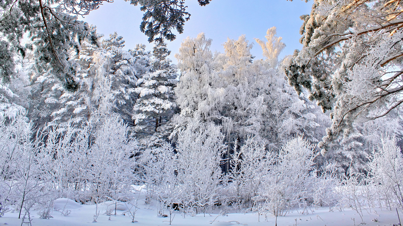 Обои зима, снег, мороз, дерево, замораживание в разрешении 1366x768