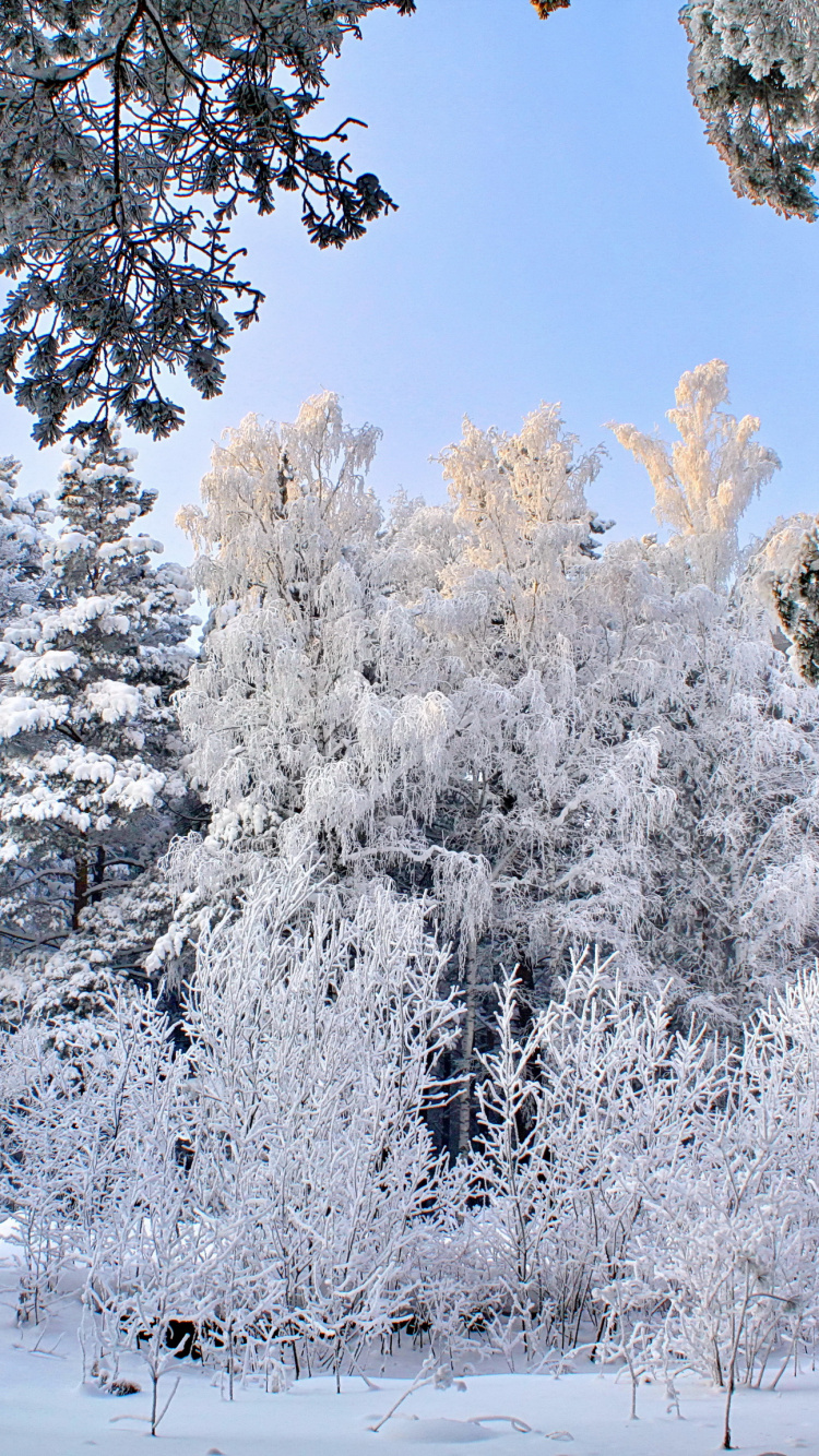 Обои зима, снег, мороз, дерево, замораживание в разрешении 750x1334