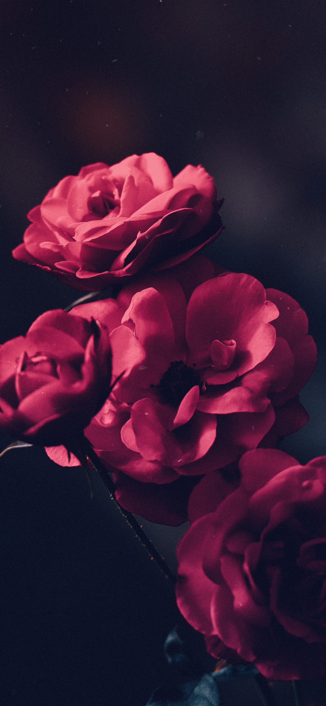 Обои ios, красный цвет, розовый, сад роз, лепесток в разрешении 1125x2436