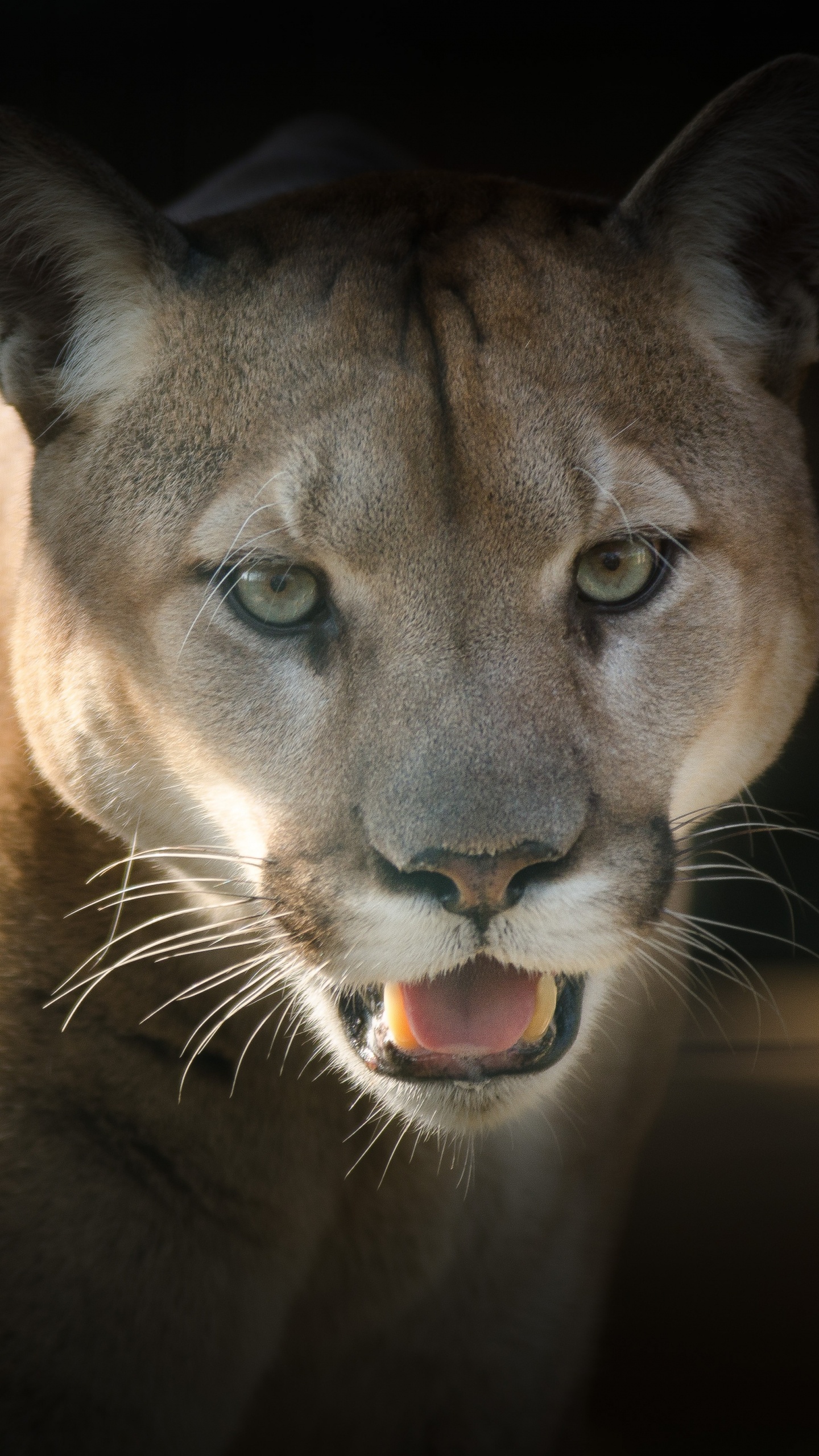 Обои полиция, наземные животные, живая природа, кот, бакенбарды в разрешении 1440x2560