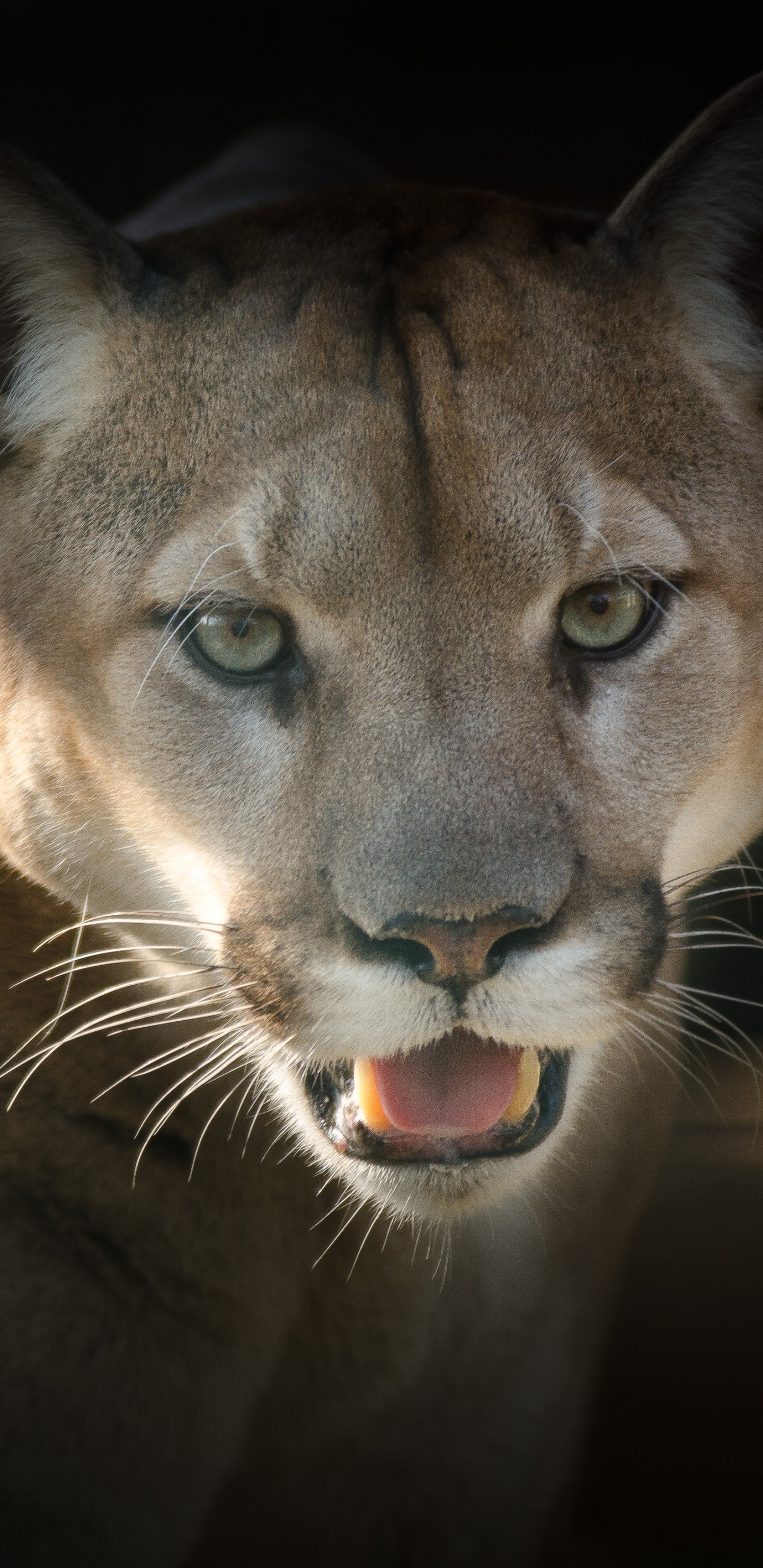 Обои полиция, наземные животные, живая природа, кот, бакенбарды в разрешении 1440x2960