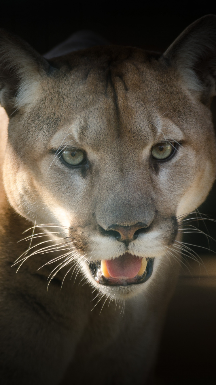 Обои полиция, наземные животные, живая природа, кот, бакенбарды в разрешении 750x1334