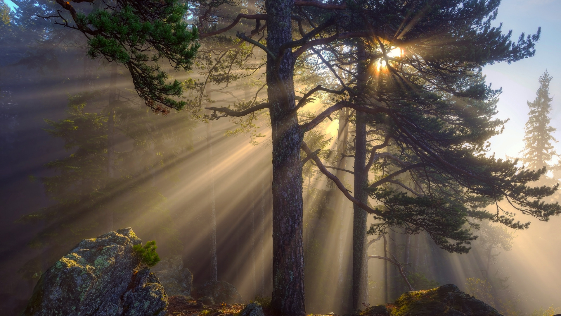Обои солнечный свет, восход солнца, лес, природа, дерево в разрешении 1920x1080