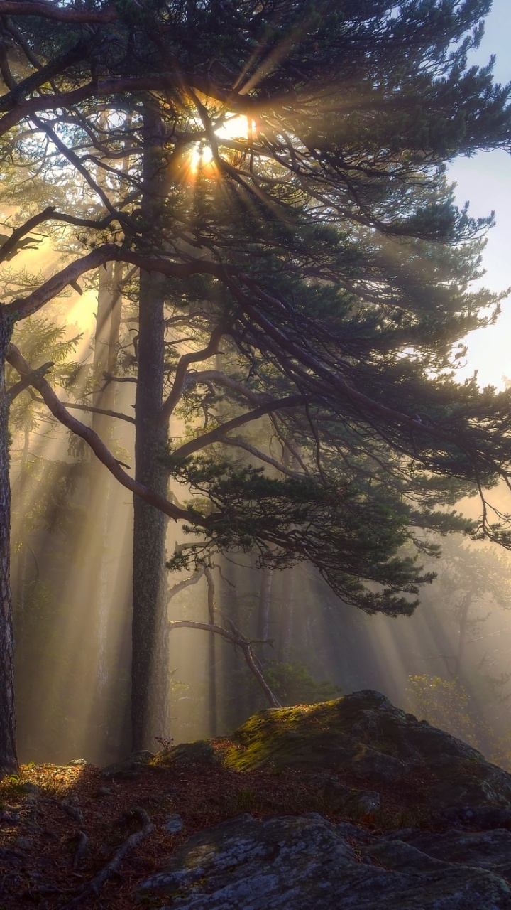 Обои солнечный свет, восход солнца, лес, природа, дерево в разрешении 720x1280