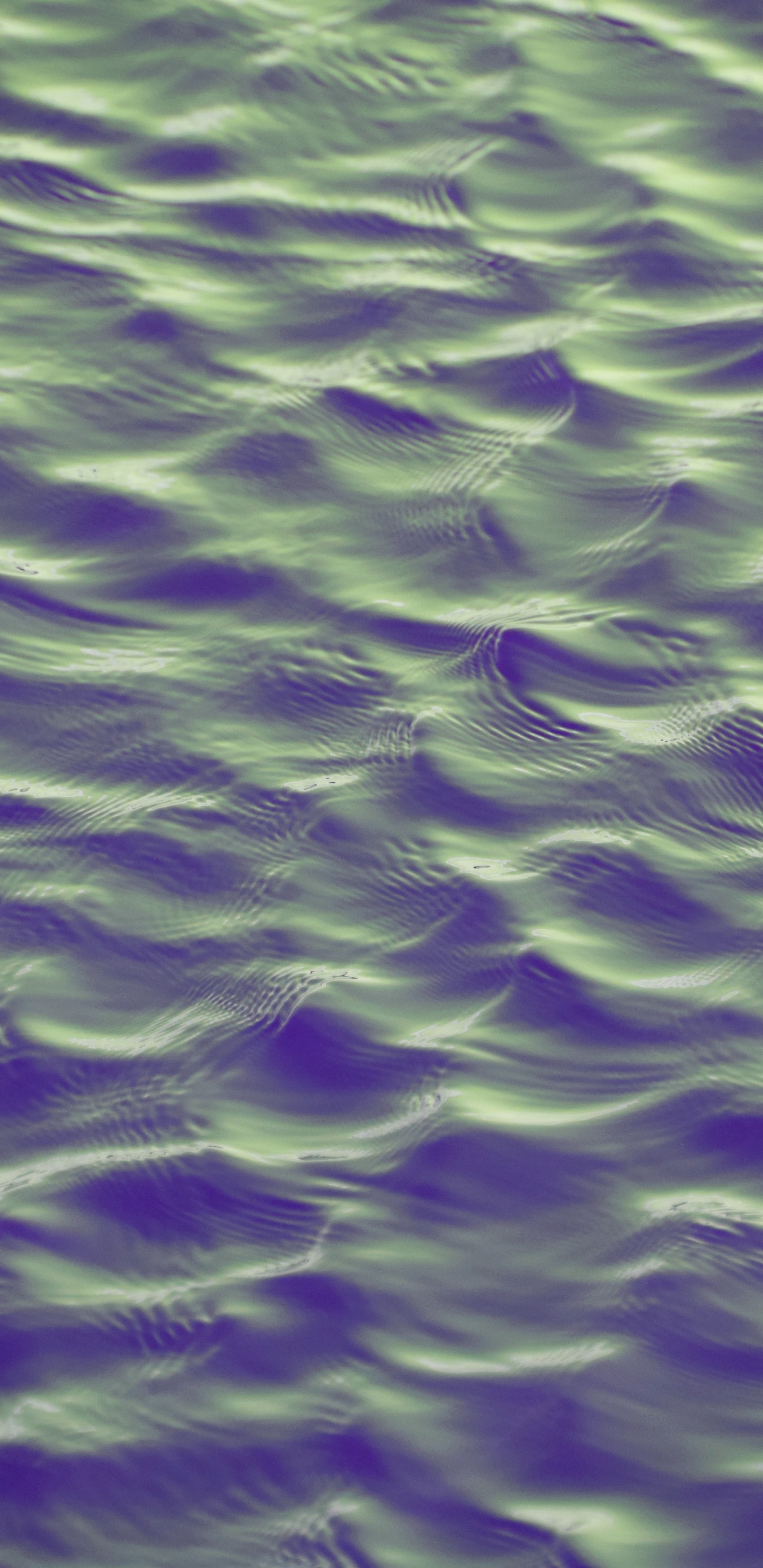 Обои Фиолетовый, пурпур, зеленый, вода, крупный план в разрешении 1440x2960