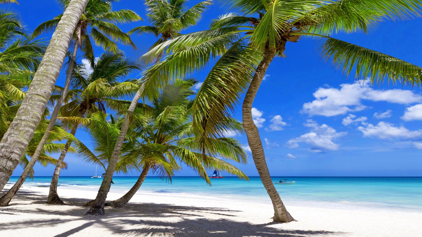Обои тропическая зона, пляж, море, побережье, дерево в разрешении 1366x768