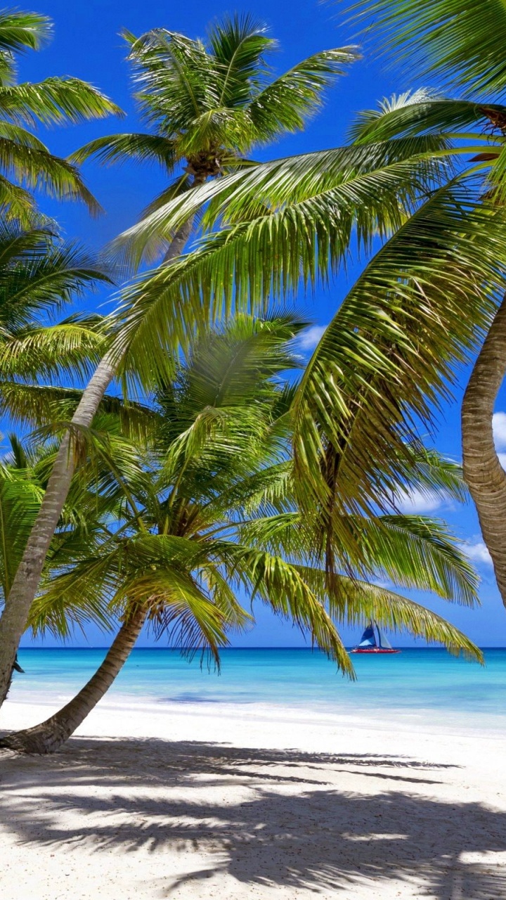 Обои тропическая зона, пляж, море, побережье, дерево в разрешении 720x1280