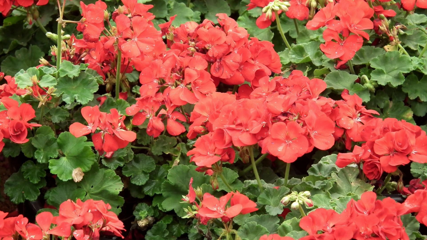 Обои цветковое растение, однолетнее растение, растение, почвопокровная, лепесток в разрешении 1366x768